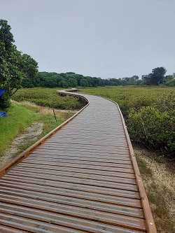 Patuone Boardwalk - View across mangroves